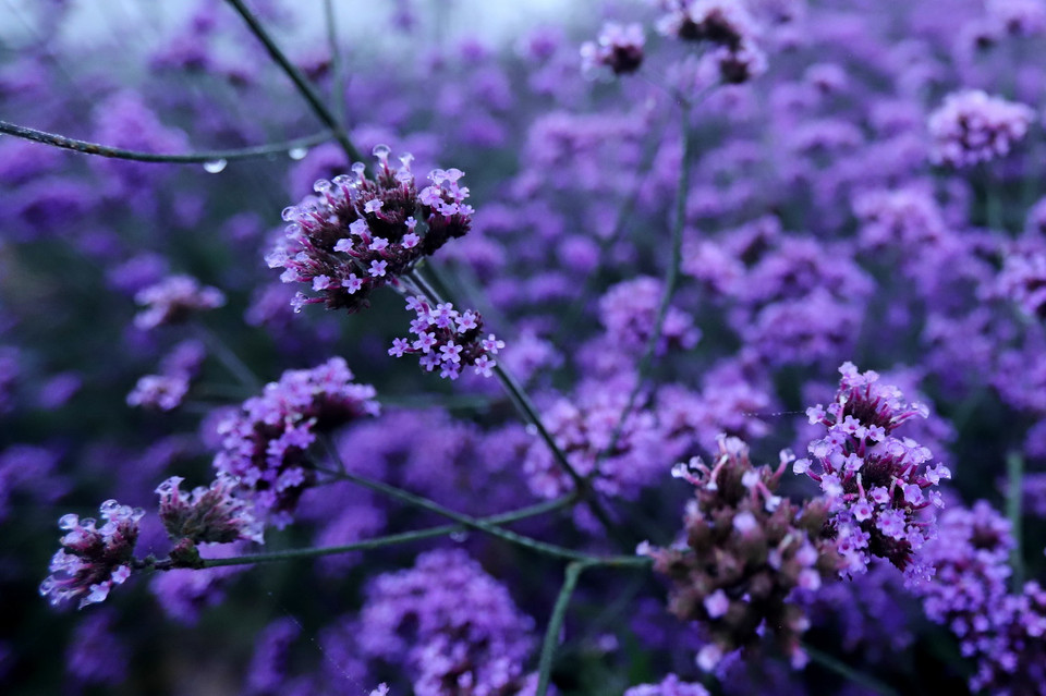 (Ảnh: Quốc Khánh/TTXVN)