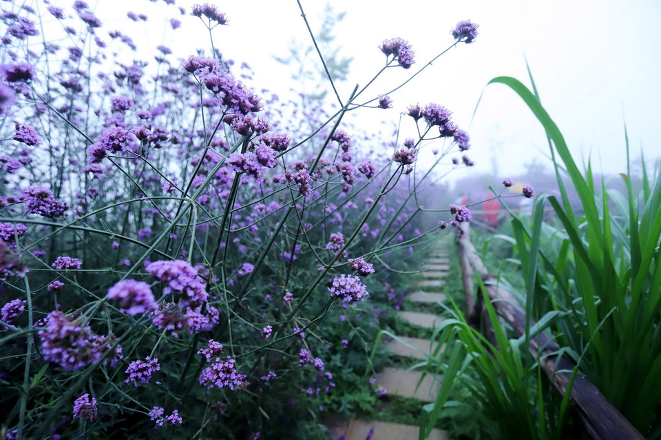 Đồi hoa tím Mã Tiền Thảo khoe sắc trong sương mờ thu hút du khách đến chiêm ngưỡng và chụp ảnh lưu niệm. (Ảnh: Quốc Khánh/TTXVN)