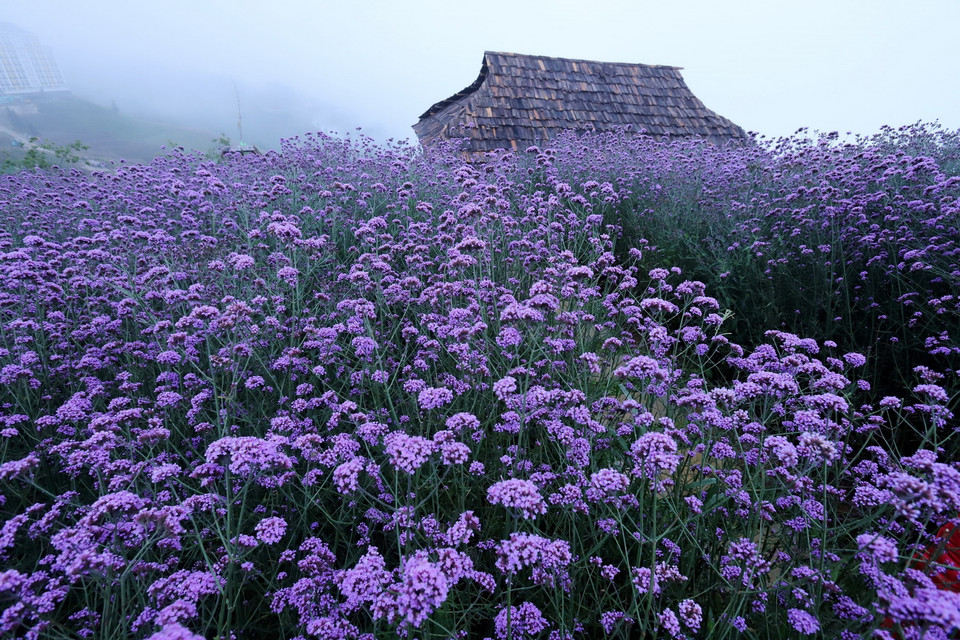 Đồi hoa tím Mã Tiền Thảo khoe sắc trong sương mờ thu hút du khách đến chiêm ngưỡng và chụp ảnh lưu niệm. (Ảnh: Quốc Khánh/TTXVN)