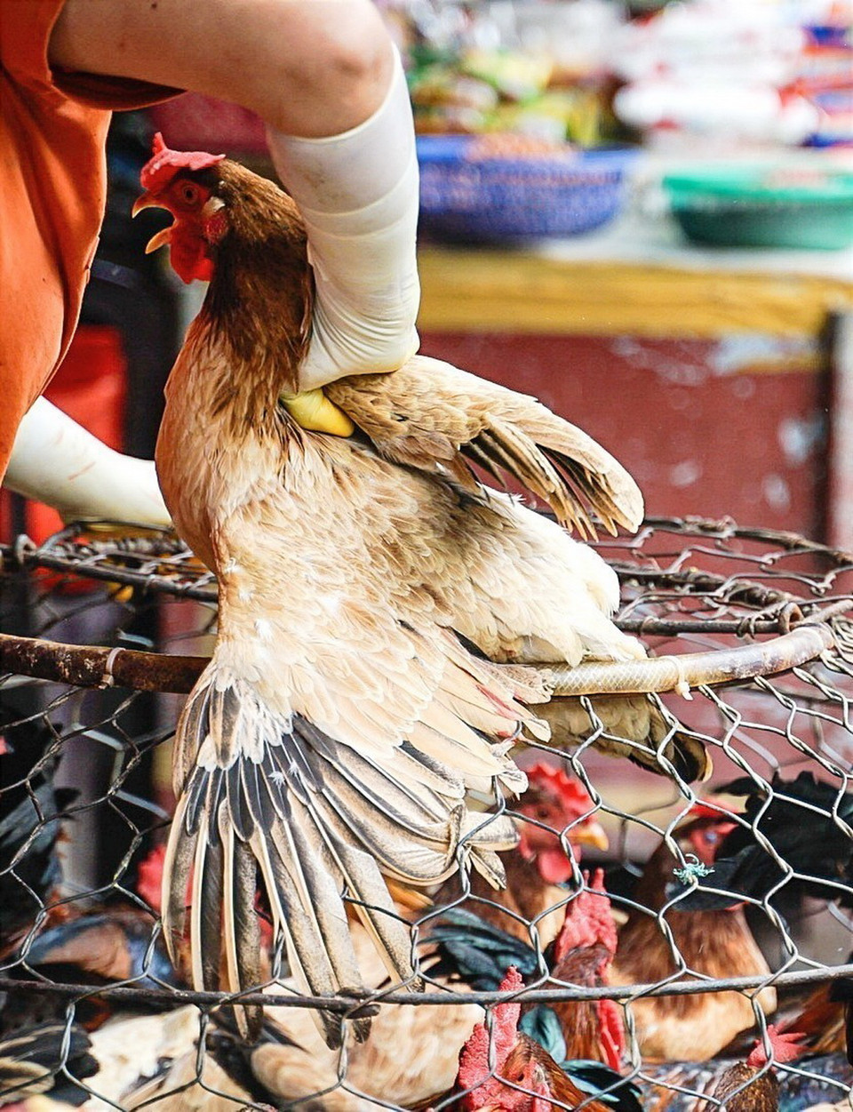 Rất nhiều mặt hàng tươi sống chỉ có thể tìm thấy tại chợ truyền thống, nơi người bán sẽ trực tiếp sơ chế cho khách hàng. (Ảnh: Khánh Hòa/TTXVN)