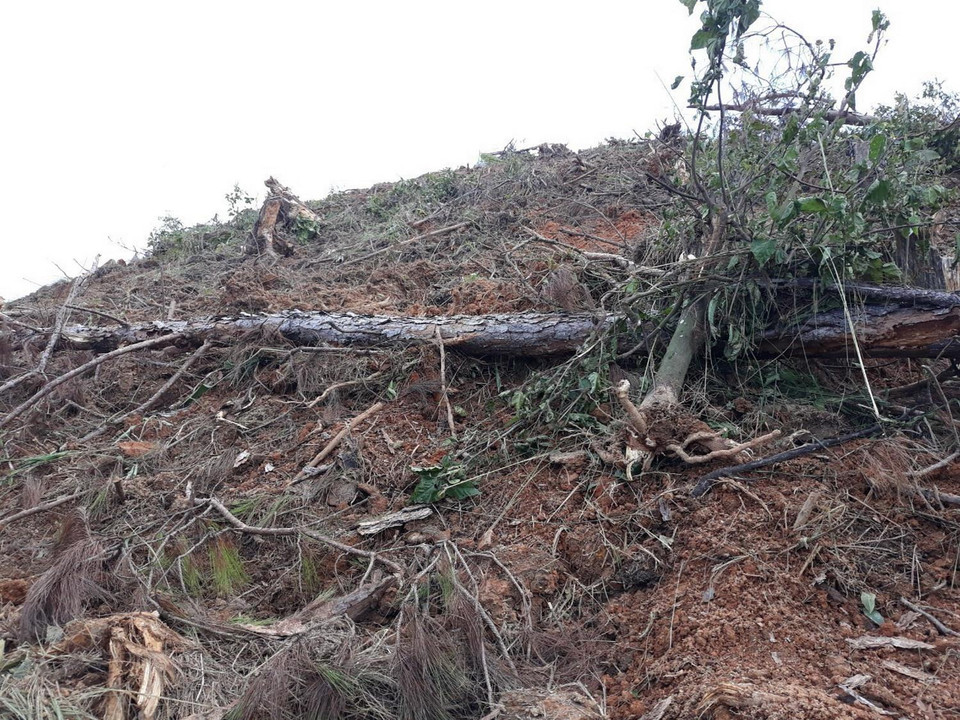 Hiện trường vụ phá rừng thông 20 năm tuổi tại xã Nam Hà, huyện Lâm Hà, tỉnh Lâm Đồng. (Ảnh: Đặng Tuấn/TTXVN)