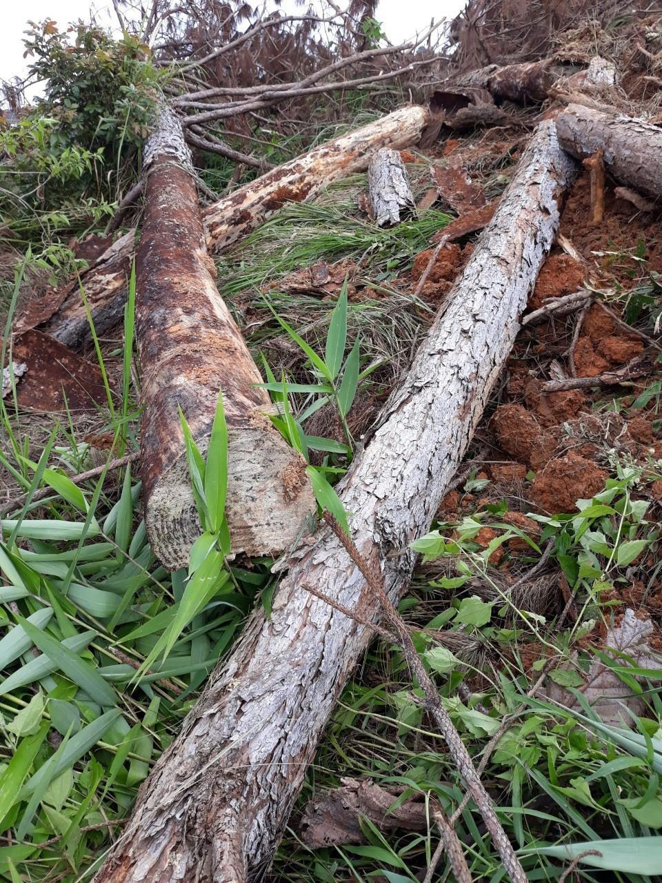 (Ảnh: Đặng Tuấn/TTXVN)