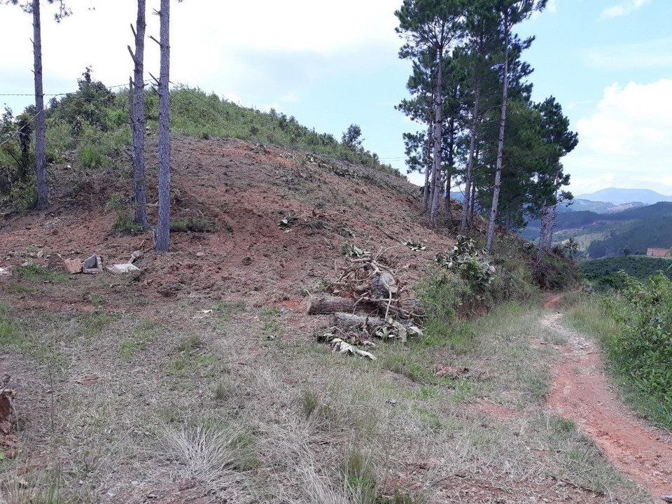 Hiện trường vụ phá rừng thông 20 năm tuổi tại xã Nam Hà, huyện Lâm Hà, tỉnh Lâm Đồng. (Ảnh: Đặng Tuấn/TTXVN)