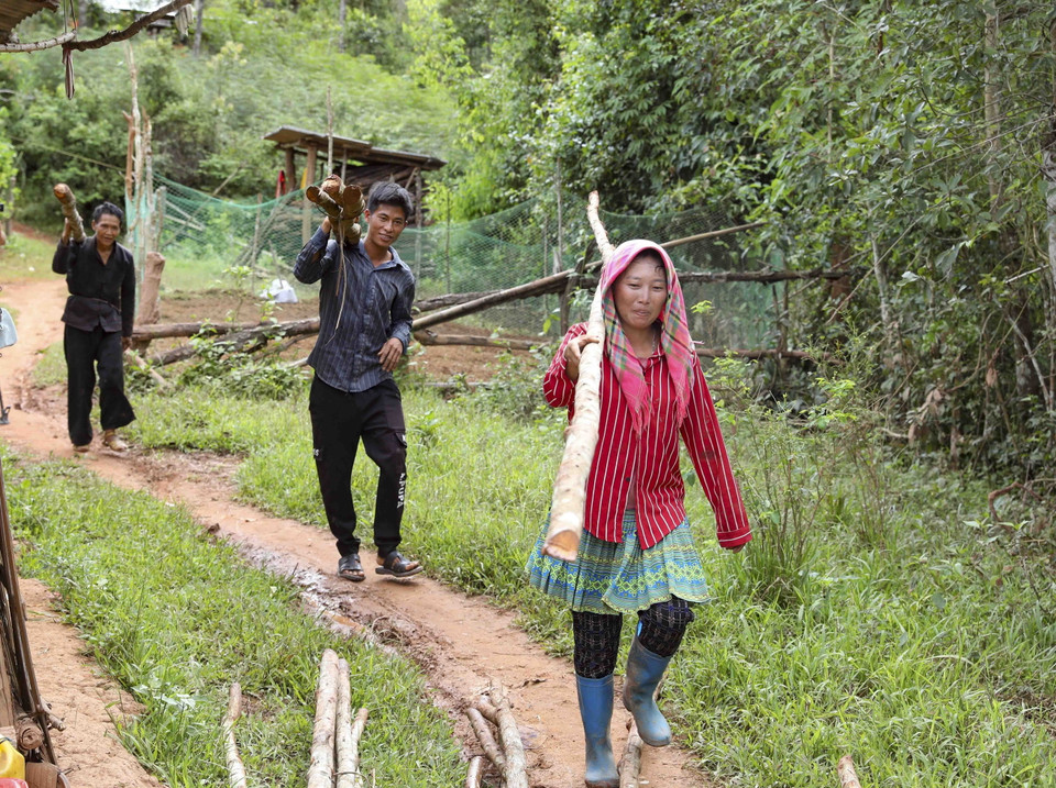 Người dân mang gỗ về dựng nhà tạm. (Ảnh: Xuân Tư/TTXVN)