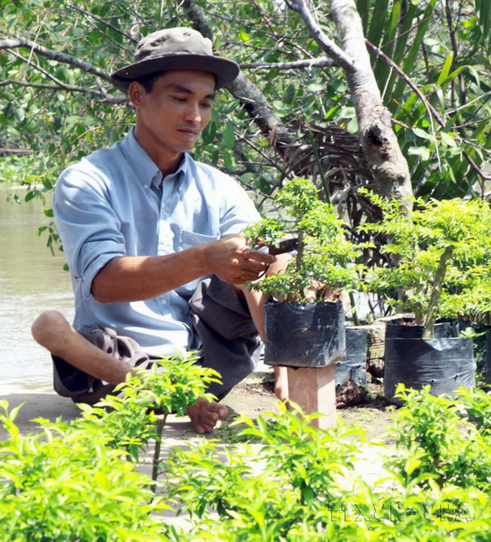 Anh Trần Văn Phú, xã Vĩnh Hòa, huyện Chợ Lách, tỉnh Bến Tre bị teo liệt bẩm sinh cả 2 chân, phải vận động bằng đầu gối do di chứng chất độc da cam/dioxin từ cha mẹ là dân thường, sinh sống trong vùng bị rải chất độc hóa học. Vượt lên nỗi đau, anh nỗ lực luyện tập, học nghề trồng cây giống, hoa cảnh, mở dịch vụ buôn bán nhỏ tại nhà, có thu nhập ổn định năm 2010. (Ảnh: Dương Ngọc/TTXVN)