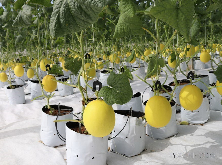  Mô hình trồng dưa lưới Kiro của Nhật Bản theo hướng nông nghiệp công nghệ cao tại xã Mỹ Sơn, huyện Ninh Sơn, tỉnh Ninh Thuận. (Ảnh: Nguyễn Thành/TTXVN)