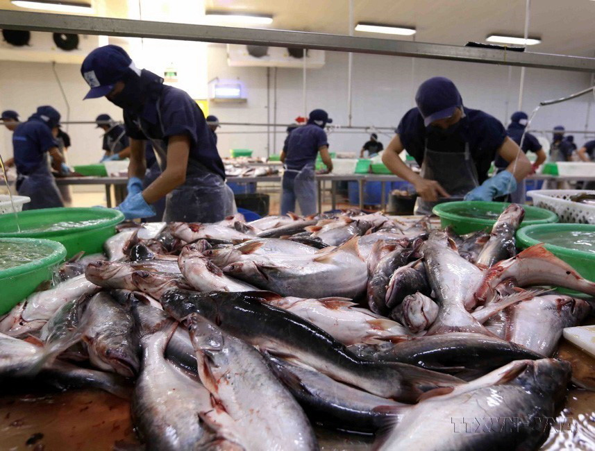 Dây chuyền chế biến cá tra xuất khẩu sang các thị trường Trung Đông, Nam Mỹ, Trung Quốc…của Công ty Cổ phần Xuất nhập khẩu Thủy sản Cửu Long An Giang, tỉnh An Giang. (Ảnh: Vũ Sinh/TTXVN)