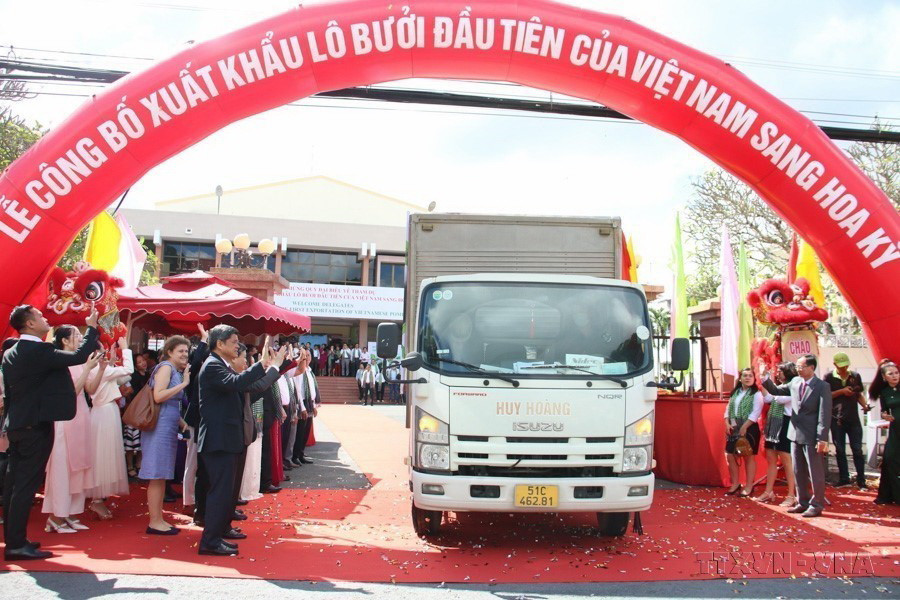 Việc xuất khẩu lô bưởi chính ngạch đầu tiên của Việt Nam sang Hoa Kỳ (12/2022) là sự kiện có ý nghĩa rất quan trọng giúp doanh nghiệp Việt Nam có cơ hội tiếp cận thị trường Hoa Kỳ rộng lớn, đồng thời giúp doanh nghiệp và nông dân thu được lợi nhuận cao hơn từ loại quả đặc sản này. (Ảnh: Công Trí/TTXVN)