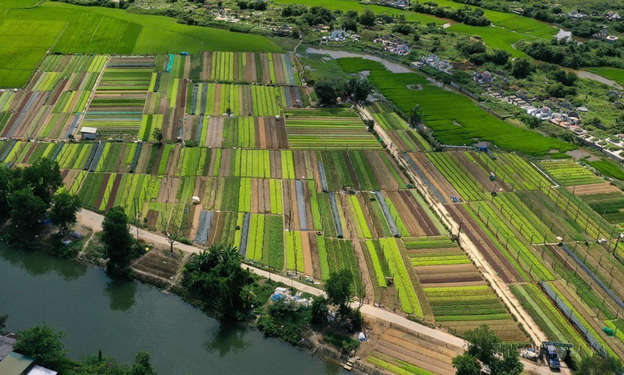 Năm 2022, lần đầu tiên Bộ Chính trị đã ban hành 6 Nghị quyết về phát triển kinh tế-xã hội, bảo đảm quốc phòng, an ninh 6 Vùng đến năm 2030, tầm nhìn đến năm 2045. Vùng rau chuyên canh lớn nhất của huyện Quảng Điền, tỉnh Thừa Thiên-Huế sản xuất theo tiêu chuẩn VietGAP, góp phần nâng cao chất lượng sản phẩm hàng hóa, nâng cao thu nhập. (Ảnh: Hồ Cầu/TTXVN)