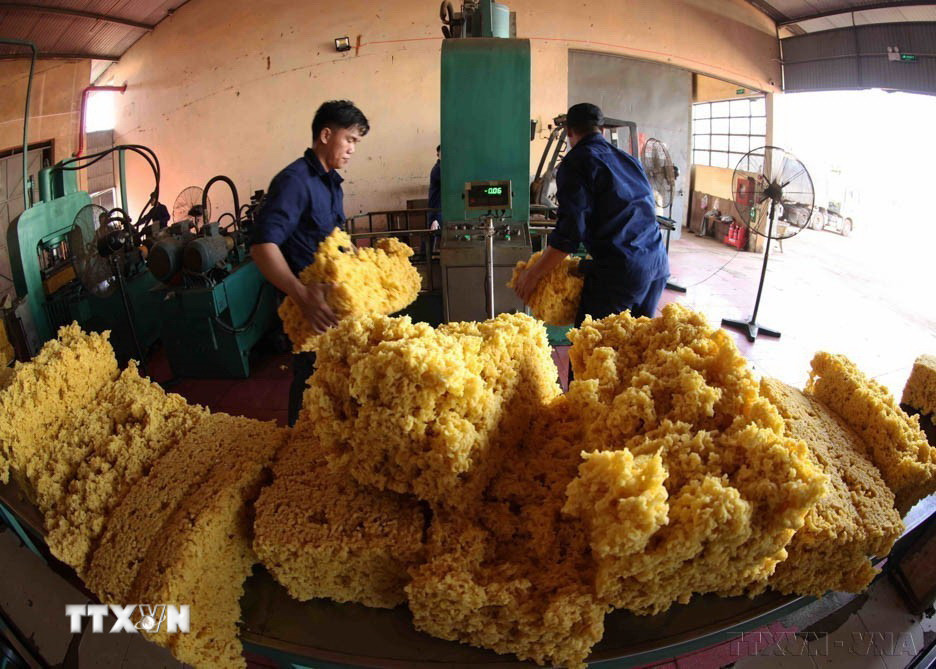 Binh đoàn 15 thuộc Bộ Quốc phòng, đang triển khai các dự án phát triển kinh tế-xã hội cả trong và ngoài nước, tập trung phát triển cây cao su, càphê, tạo việc làm cho hơn 2.430 lao động; trong đó hơn 1.050 lao động là người dân tộc thiểu số. (Ảnh: Vũ Sinh/TTXVN)