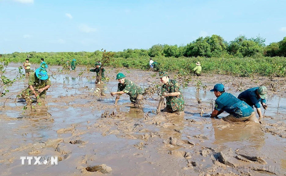 Đồn Biên phòng Vĩnh Hải phối hợp với các đơn vị trồng 1.000 cây mắm tại khu vực ven biển thuộc ấp Trà Sết, xã Vĩnh Hải, thị xã Vĩnh Châu, tỉnh Sóc Trăng. (Ảnh: Trung Hiếu/TTXVN)
