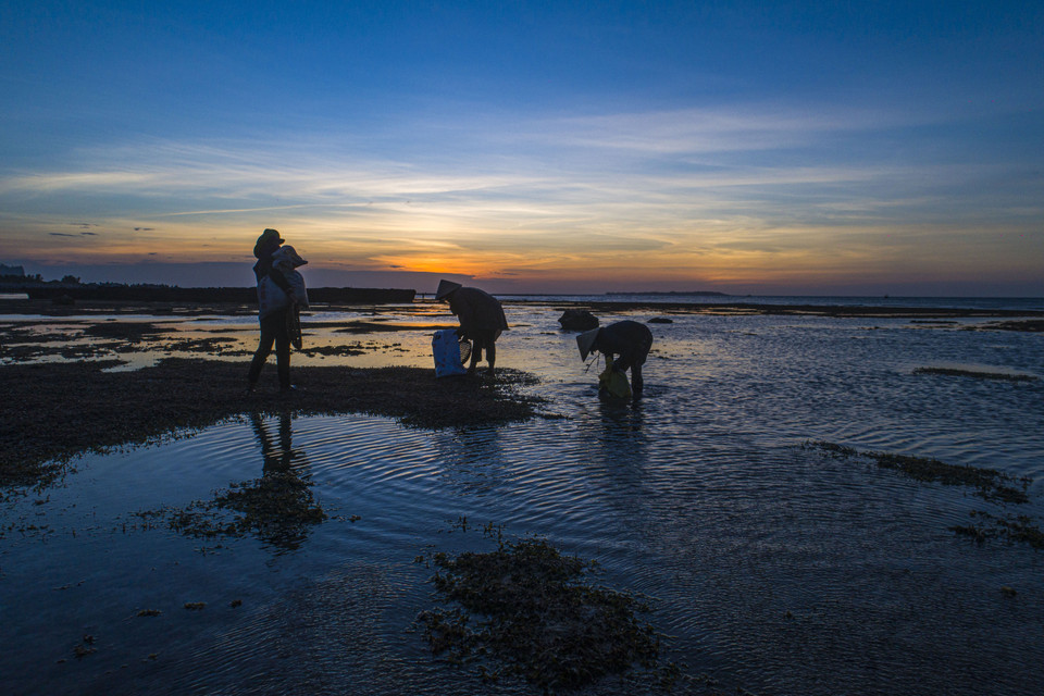 Rong biển là một đặc sản ở Lý Sơn. Đến Lý Sơn mỗi buổi chiều, du khách có thể dễ dàng tìm gặp những người thu hoạch rong biển ngay trên các bờ, bãi quanh đảo. (Ảnh: Tùng Lâm/Vietnam+)