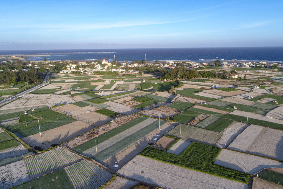 Trên đảo Lý Sơn, 2 loại cây trồng chính là hành và tỏi. Mùa tỏi thường bắt đầu vào tháng 10 và kết thúc vào tháng 2 dương lịch. Thời gian còn lại quanh năm, người dân tận dụng để trồng hành. (Ảnh: Tùng Lâm/Vietnam+)
