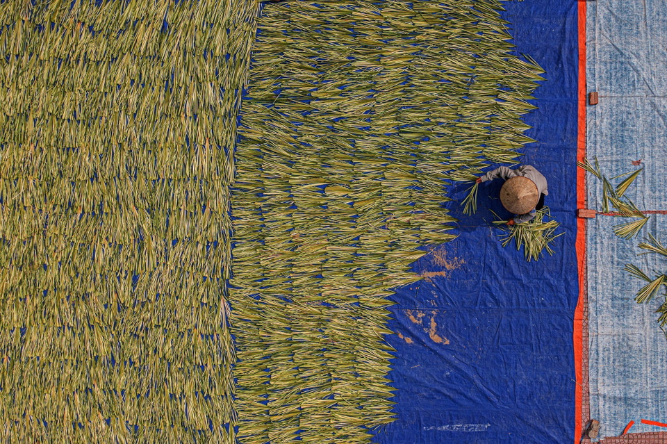 Lá lụi là nguyên liệu quan trọng để làm nón Chuông. Lá mang về phải vò trong cát rồi đem phơi trong 2-3 ngày. Khâu phơi lá cũng đòi hỏi sự cẩn trọng vì nếu phơi dưới nắng gắt, lá sẽ không có được màu trắng ngà, phơi vào ngày trời hanh khô, lá sẽ dễ rách. Sau khi phơi xong, người dân sẽ đem hun lá với lưu huỳnh (diêm sinh) để lá đạt độ trắng nhất định. (Ảnh: Phạm Tuấn Anh/TTXVN)