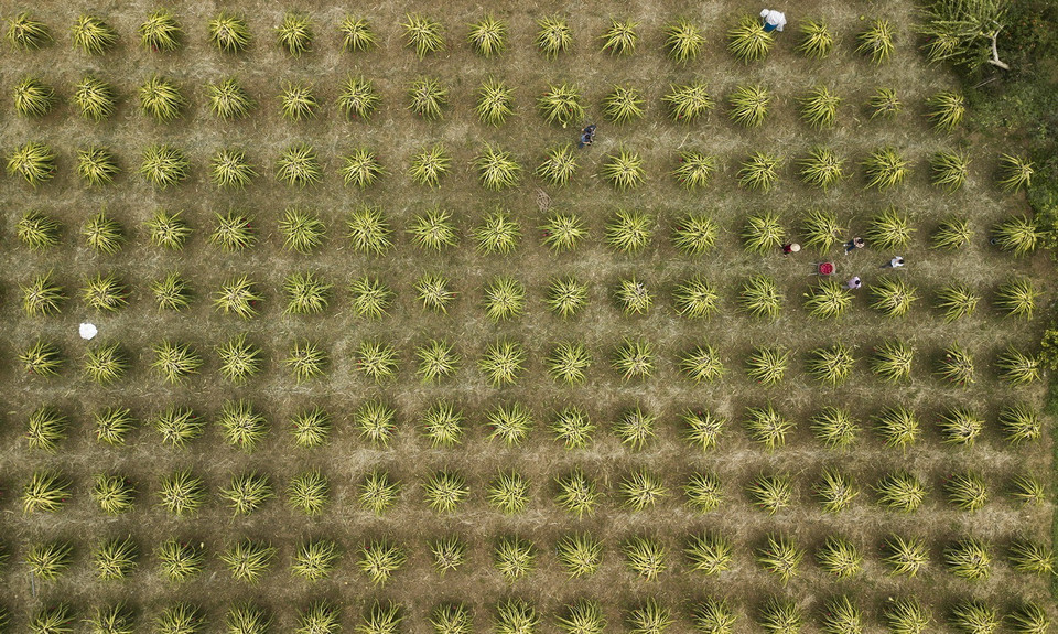 Trong ảnh: Thị trấn hiện có hơn 40 hộ trồng thanh long ruột đỏ. Nhiều hộ áp dụng quy trình sản xuất theo tiêu chuẩn VietGAP, hữu cơ. Một số hộ áp dụng kỹ thuật trồng thanh long trên giàn chữ T giúp chăm sóc dễ dàng, lắp hệ thống tưới tự động để giảm bớt nhân công lao động. Ảnh: Trọng Đạt - TTXVN