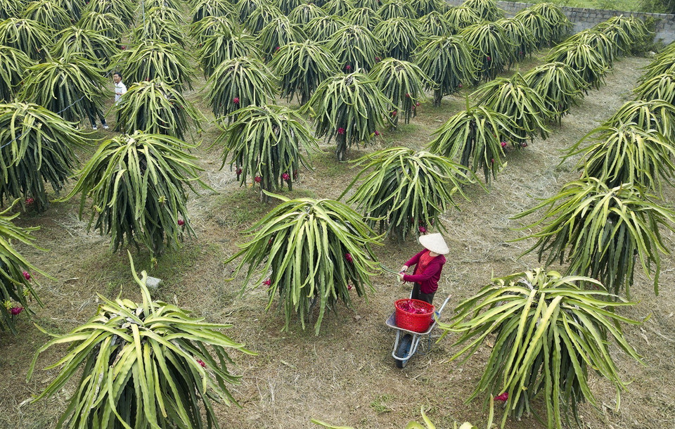 Trong ảnh: Nhiều hộ gia đình ở thị trấn Ba Hàng Đồi đã phát triển kinh tế ổn định hơn nhờ trồng cây thanh long ruột đỏ. Ảnh: Trọng Đạt - TTXVN