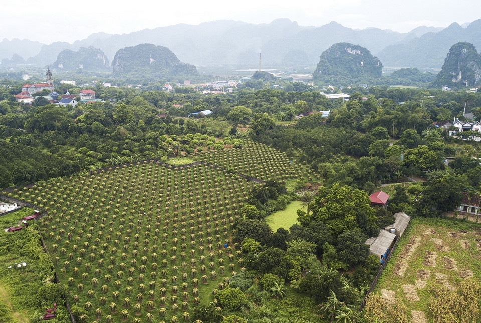 Trong ảnh: Thị trấn Ba Hàng Đồi có 26 ha thanh long (chủ yếu là thanh long ruột đỏ); năng suất đạt 25 - 30 tấn/ha; giá trị kinh tế đạt từ 350 - 400 triệu đồng/ha/năm. Ảnh: Trọng Đạt - TTXVN