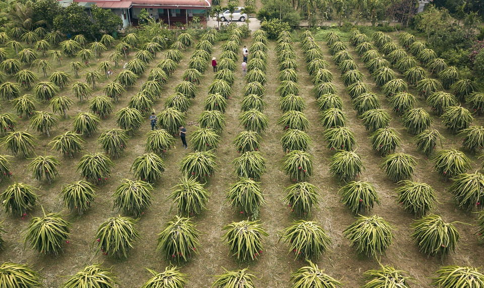 Trong ảnh: Vườn trồng thanh lonbg ruột đỏ của gia đình ông Trần Quốc Hoàn, khu dân cư Đồi với tổng diện tích 4.000 m2 với 500 gốc thanh long. Ảnh: Trọng Đạt - TTXVN
