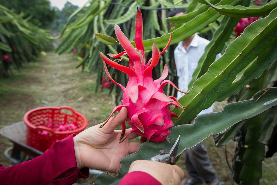 Trong ảnh: Ưu điểm của thanh long ruột đỏ là dễ chăm sóc, thời gian thu hoạch từ tháng 6 đến tháng 11 dương lịch, trung bình 1 tháng thu hoạch 2 lứa quả, mỗi năm hộ gia đình thu trên 10 tấn quả. Ảnh: Trọng Đạt - TTXVN