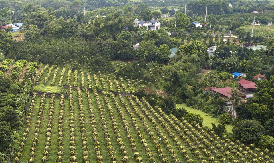 Trong ảnh: Thị trấn Ba Hàng Đồi có 26 ha thanh long (chủ yếu là thanh long ruột đỏ); năng suất đạt 25 - 30 tấn/ha; giá trị kinh tế đạt từ 350 - 400 triệu đồng/ha/năm. Ảnh: Trọng Đạt - TTXVN