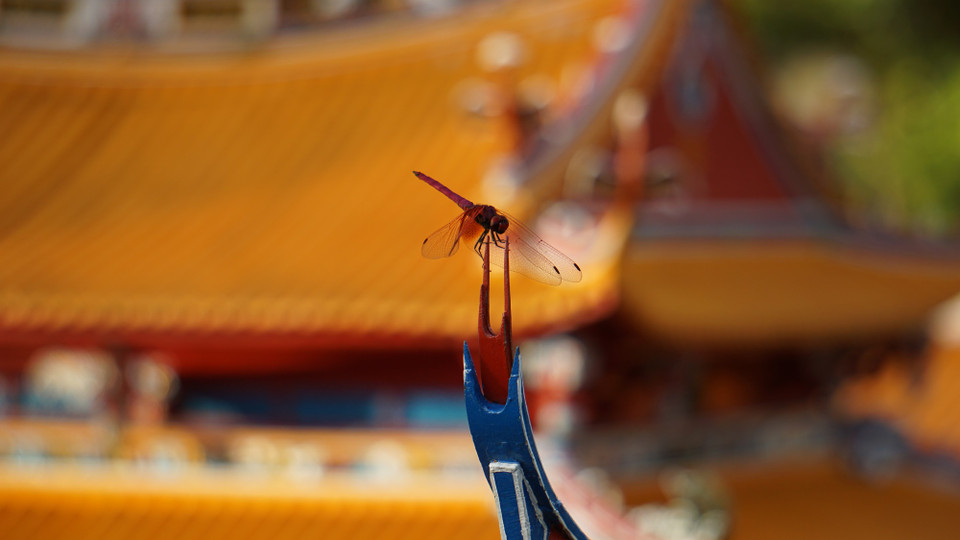 (Ảnh: Trần Long/Vietnam+)