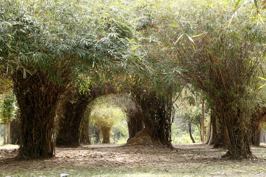 Rừng tre trong khu thác tự lồng vào nhau như cổng vòm nhìn rất lạ mắt và đẹp. (Ảnh: Phạm Kiên/Vietnam+)