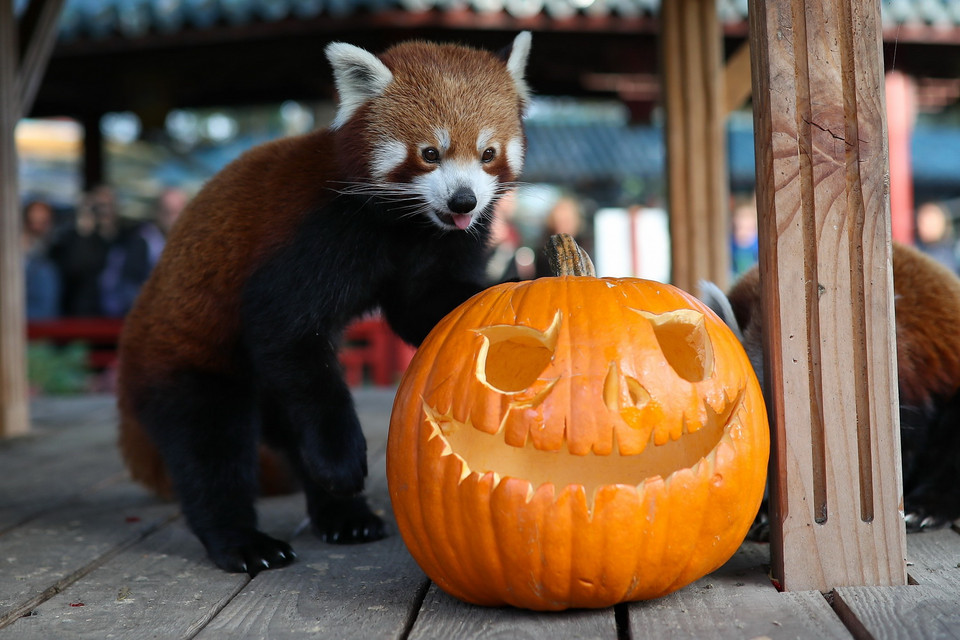 Bí ngô được trang trí trong dịp Halloween tại vườn thú Pairi Daiza ở Brugelette, Bỉ, ngày 31/10. (Ảnh: THX/TTXVN)