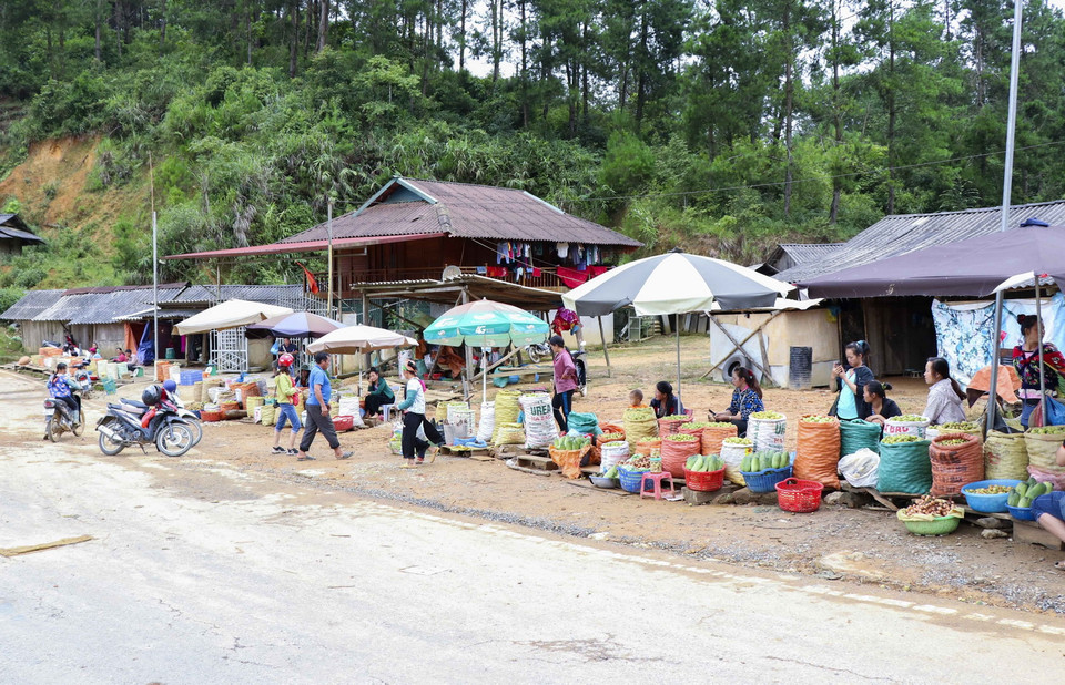 Quả táo mèo được bày bán ven đường Quốc lộ 279 trên đèo Pha Đin. (Ảnh: Xuân Tư/TTXVN)