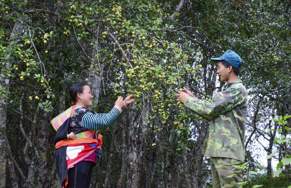 Thu hoạch táo mèo tại xã Tỏa Tình. (Ảnh: Xuân Tư/TTXVN)