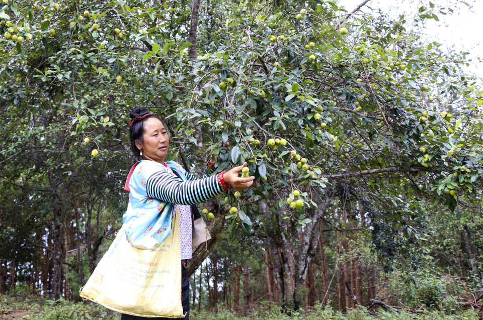Xã Tỏa Tình nằm trên đỉnh đèo Pha Đin (Tuần Giáo, Điện Biên) có hơn 500 hộ với 2.000 nhân khẩu chủ yếu là đồng bào người dân tộc Mông sinh sống. (Ảnh: Xuân Tư/TTXVN)