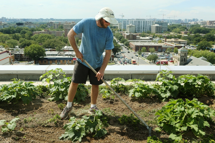 Ở giữa lòng một thành phố mà bất động sản là cực kỳ đắt đỏ như Washington D.C, bạn có thể thu lời bao nhiêu từ diện tích khoảng 1.400 m2 chuyên trồng rau quả sạch khi hầu như không mất tiền đầu tư mặt bằng đất đai? (Ảnh: Trần Long/Vietnam+)