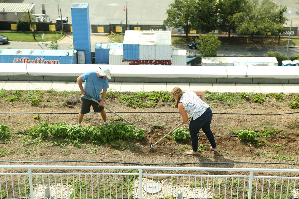 Nông trại ở con phố 55 M đang có khá nhiều loại rau quả như xà lách, rau cải, cải Tatsoi, củ cải đường, củ cải thường, húng quế, su hào, cải thìa… (Ảnh: Trần Long/Vietnam+)