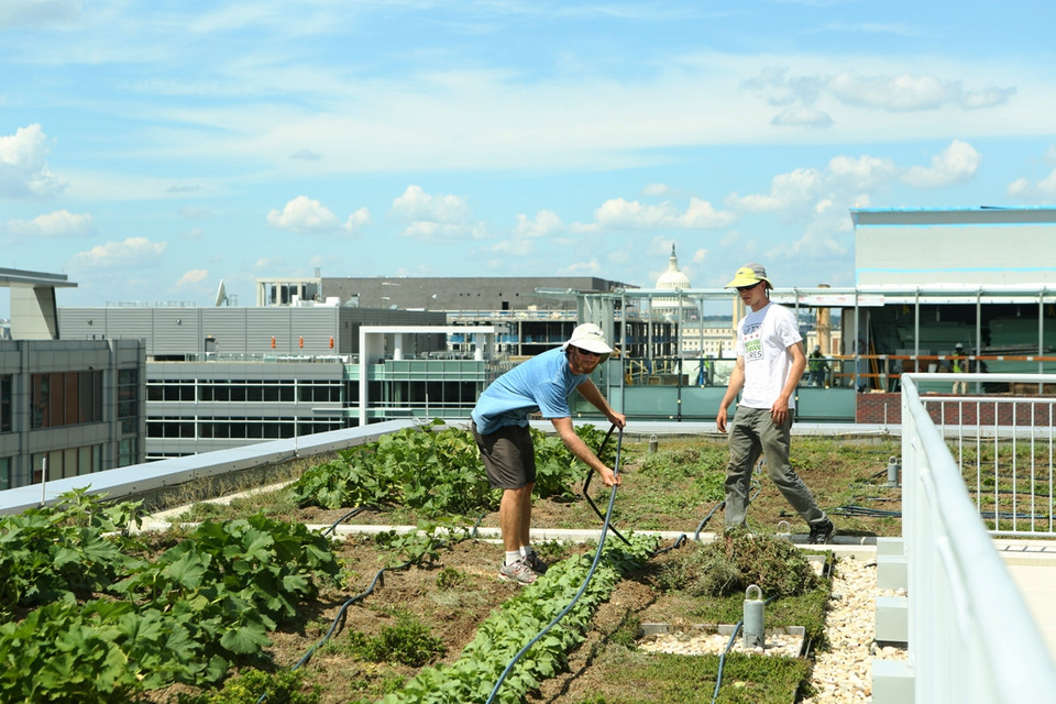 Việc thu hoạch và phục vụ các rau quả tươi sống trực tiếp giữa các khu phố nội đô được lấy ý tưởng từ chính các cư dân Washington. (Ảnh: Trần Long/Vietnam+)