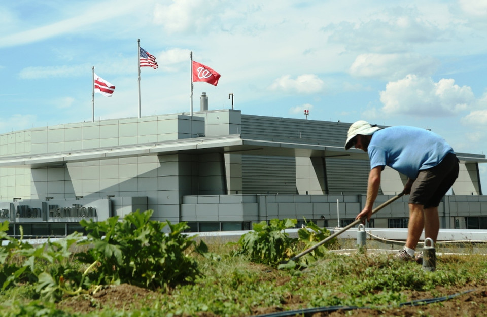 Hiện những trang trại trên cao ốc của Up Top Acres và một số công ty khác nhận được sự hỗ trợ tối đa của chính quyền thành phố sở tại bằng một chính sách miễn/hoàn thuế cực kỳ ưu đãi. (Ảnh: Trần Long/Vietnam+)