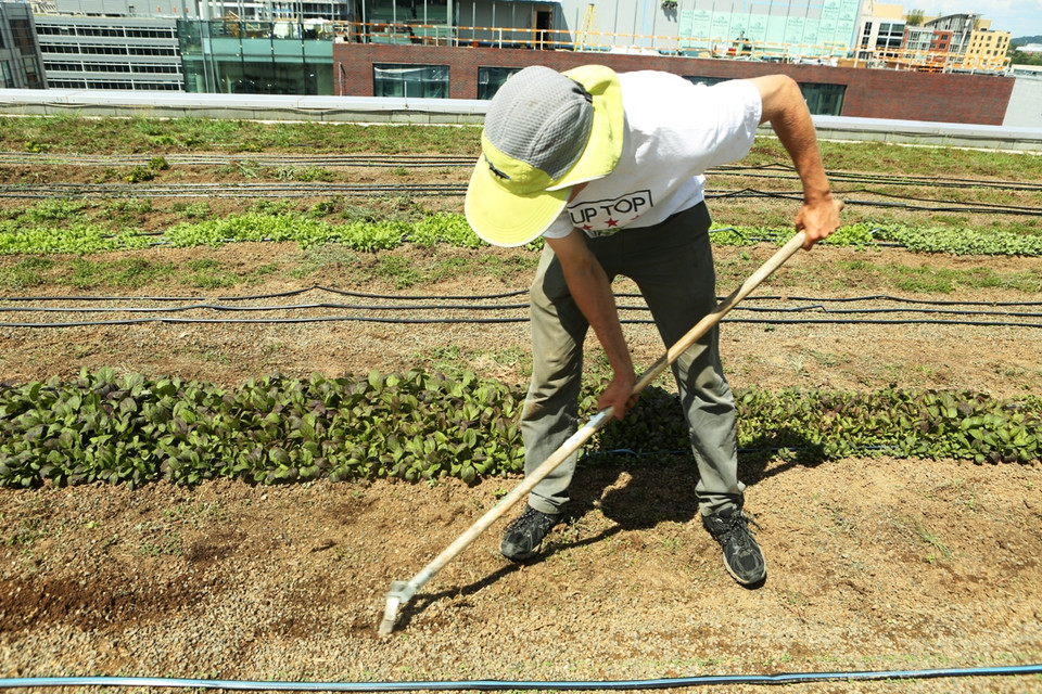 Kristof Grina: “Thật đơn giản, thay vì phải mất tới cả trăm km chuyên chở rau quả, giờ đây chúng ta có thể chỉ cách nơi cung cấp thực phẩm sạch bằng một số… bậc cầu thang, hoặc chỉ đi qua một vài khối nhà cao tầng là đã có rau quả tiêu dùng.” (Ảnh: Trần Long/Vietnam+)