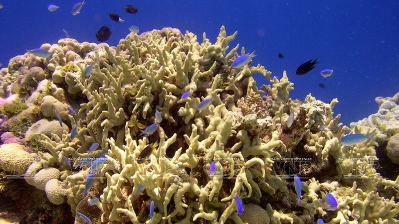 Hình ảnh tuyệt đẹp về san hô ở Cù Lao Chàm. (Ảnh: Tư liệu Khu Bảo tồn biển Cù Lao Chàm)