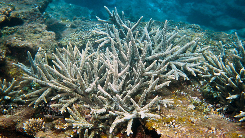 Hình ảnh tuyệt đẹp về san hô ở Cù Lao Chàm. (Ảnh: Tư liệu Khu Bảo tồn biển Cù Lao Chàm)