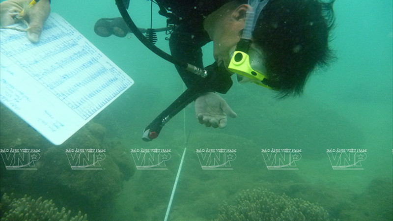 Kiểm tra tiến độ sinh trưởng của san hô được ươm trồng dưới đáy biển thuộc khu vực Mũi Đá Trắng. (Ảnh: Hoàng Quang Hà)