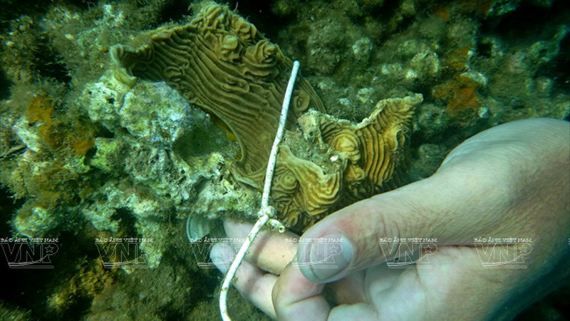 Trước khi đem trồng, san hô được ươm trong các khung ươm đặt dưới biển. (Ảnh: Hoàng Quang Hà)