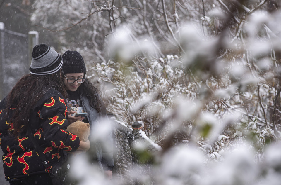 Người dân ở thành phố Sydney của Australia đang phải sống trong một đợt thời tiết giá rét với nhiệt độ cao nhất trong ngày 10/6 là 10,3 độ C, mức nhiệt thấp nhất ở thành phố này trong 37 năm qua. Trong ảnh: Tuyết rơi tại vùng núi Blue, phía Tây thành phố Sydney, Australia ngày 10/6. (Ảnh: THX/TTXVN)