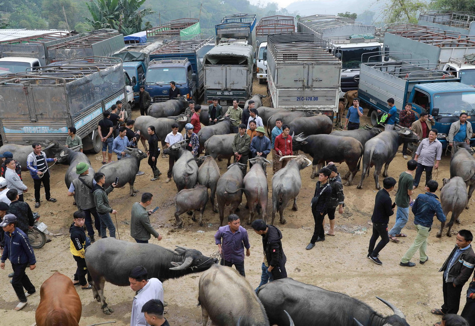 Hàng chục xe tải của các thương lái từ nhiều địa phương đổ về chợ Nghiên Loan mỗi phiên để tìm mua trâu bò. (Ảnh: Vũ Sinh/TTXVN)