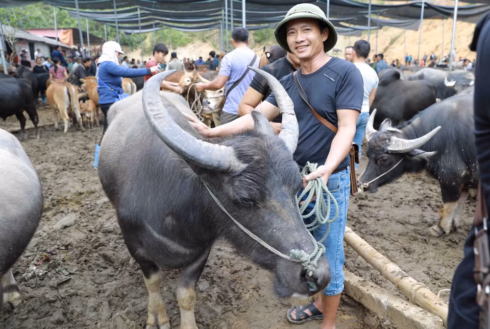 Một thương lái chọn mua được con trâu ưng ý. (Ảnh: Vũ Sinh/TTXVN)