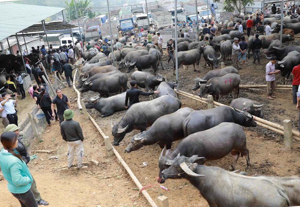 Chợ trâu bò Nghiên Loan được họp vào ngày 3 và 8 âm lịch hằng tháng. (Ảnh: Vũ Sinh/TTXVN)