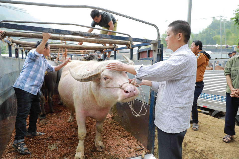 Trâu bò được vận chuyển đến chợ bằng xe tải. (Ảnh: Vũ Sinh/TTXVN)