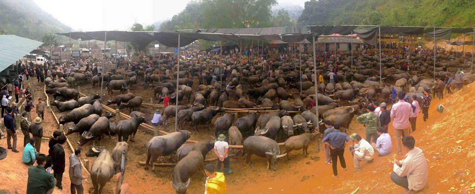  Chợ phiên trâu bò Nghiên Loan thu hút đông đảo thương lái địa phương và nhiều tỉnh, thành phía Bắc đến tìm mua trâu bò về xuôi bán thịt. (Ảnh: Vũ Sinh/TTXVN)