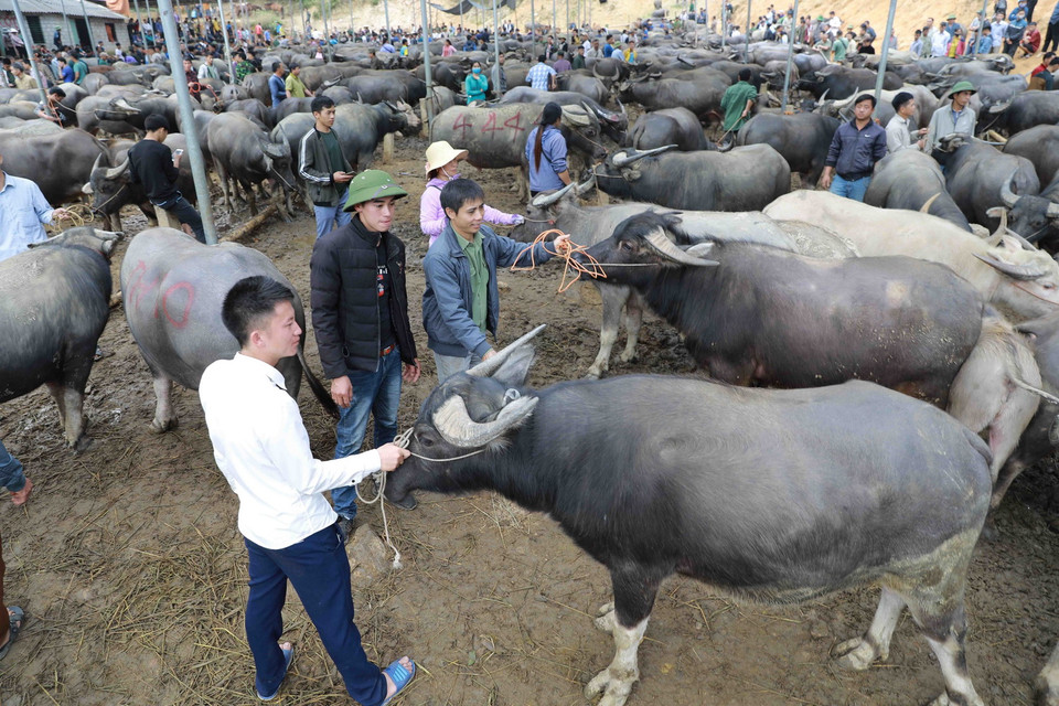 Từ chỗ chỉ là nơi tụ tập của một nhóm người, trải qua thời gian, chợ trâu bò Nghiên Loan đã trở thành chợ phiên đặc sắc của vùng cao Bắc Kạn. (Ảnh: Vũ Sinh/TTXVN)