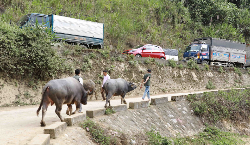 Người dân dắt những con trâu ưng ý được chọn mua về nhà. (Ảnh: Vũ Sinh/TTXVN)