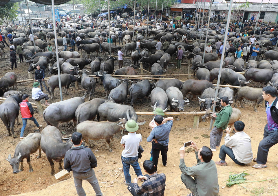 Số lượng trâu bò được giao dịch mỗi phiên từ 1.300 đến 1.500 con. (Ảnh: Vũ Sinh/TTXVN)