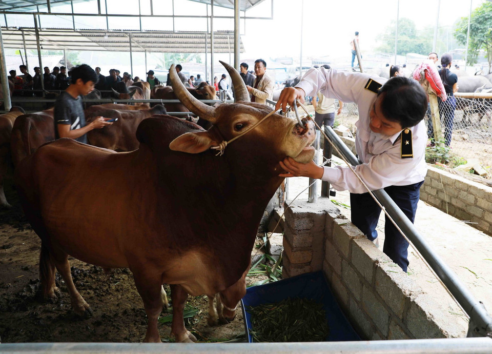  Việc kiểm tra an toàn dịch bệnh tại chợ trâu bò Nghiên Loan được lực lượng Thú ý duy trì thường xuyên mỗi phiên chợ. (Ảnh: Vũ Sinh/TTXVN)