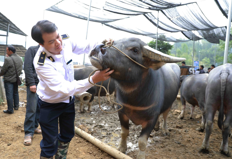 Nhân viên Thú y tỉnh Bắc Kạn kiểm tra an toàn dịch bệnh tại chợ trâu bò Nghiên Loan. (Ảnh: Vũ Sinh/TTXVN)